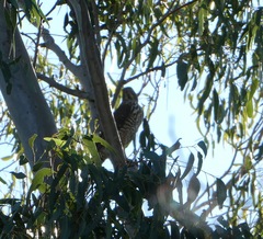 Accipiter fasciatus