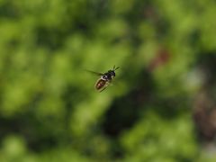 Callicera aenea