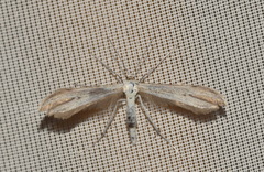 Hellinsia carphodactyla