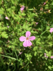 Geranium robertianum