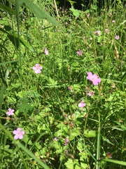 Geranium robertianum