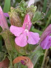 Pedicularis sylvatica