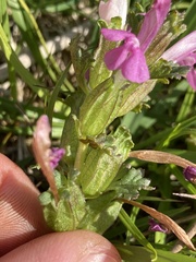 Pedicularis sylvatica