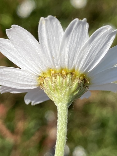 Corn Chamomile
