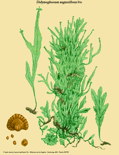 Royal Bristle Fern
