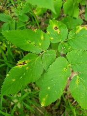 Puccinia aegopodii