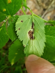 Puccinia aegopodii