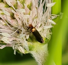 Micropterix aruncella