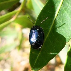 Canthophorus melanopterus