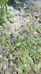 Stellaria media