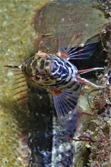 Snake-Skin Wrasse photo 4