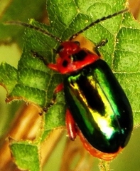 Kuschelina gibbitarsa