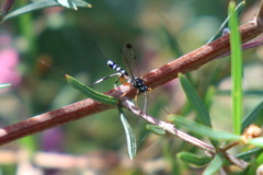 Xanthocryptus novozealandicus