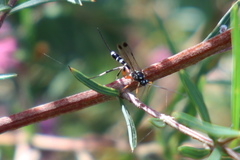 Xanthocryptus novozealandicus