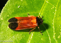 Asiacercopis hainanensis