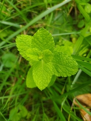 Mentha suaveolens
