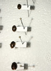 Hippodamia parenthesis