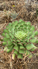 Aeonium urbicum