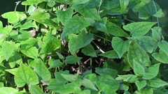 Mikania chenopodiifolia