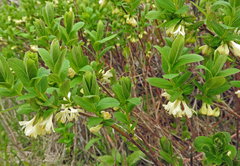Lonicera villosa