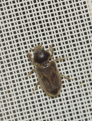 Heterocerus fenestratus