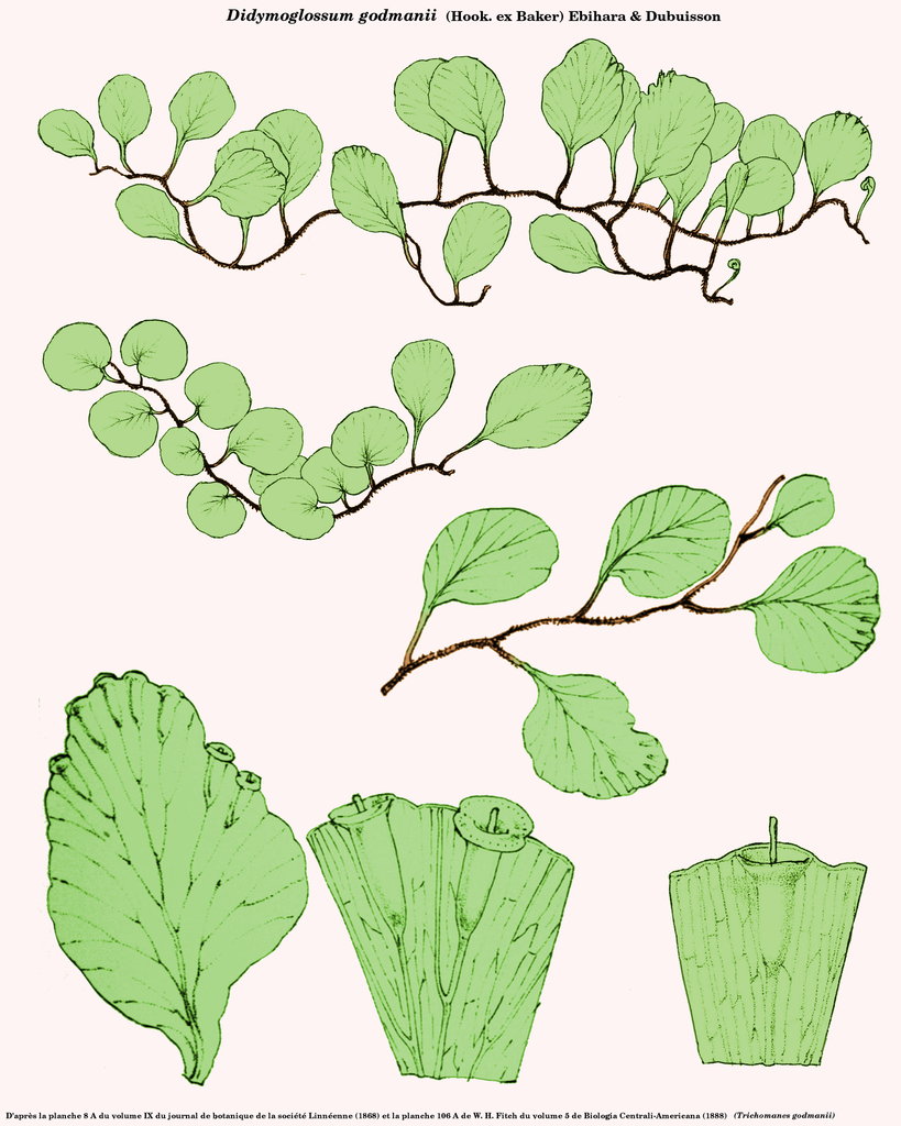 Trichomanes godmanii