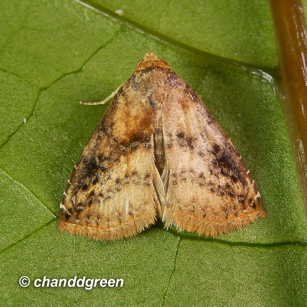 Rivula sordida
