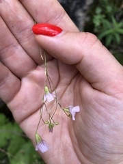 Gypsophila tenuifolia