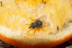 Phaonia trimaculata