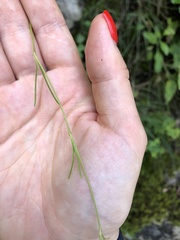 Gypsophila tenuifolia