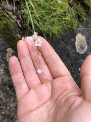 Gypsophila tenuifolia