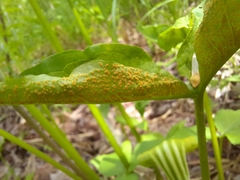 Uromyces ari-triphylli