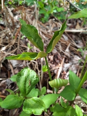 Uromyces ari-triphylli