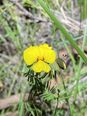 Gompholobium pinnatum