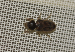 Heterocerus fenestratus