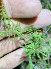 Gompholobium pinnatum