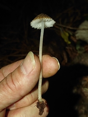 Pseudohydropus parafunebris