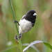 Dubois's Seedeater - Photo (c) Hector Bottai, some rights reserved (CC BY-SA)