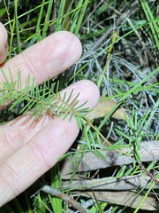 Gompholobium pinnatum