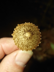 Pseudohydropus parafunebris