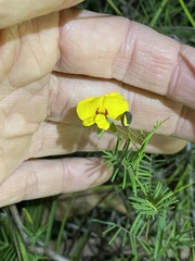 Gompholobium pinnatum