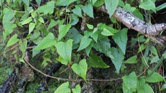 Mikania chenopodiifolia