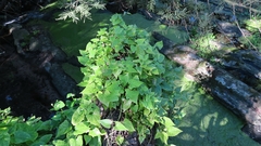 Mikania chenopodiifolia