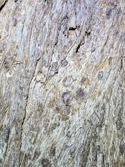 Eucalyptus microcorys