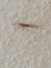 Episinus angulatus