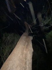 Eucalyptus microcorys