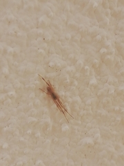 Episinus angulatus