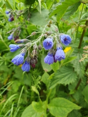 Symphytum caucasicum