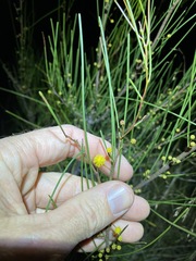 Acacia juncifolia