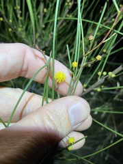 Acacia juncifolia